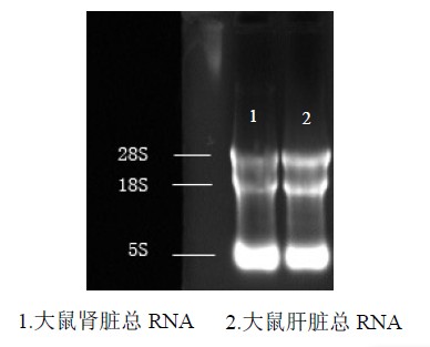 DNA/RNA保護(hù)液